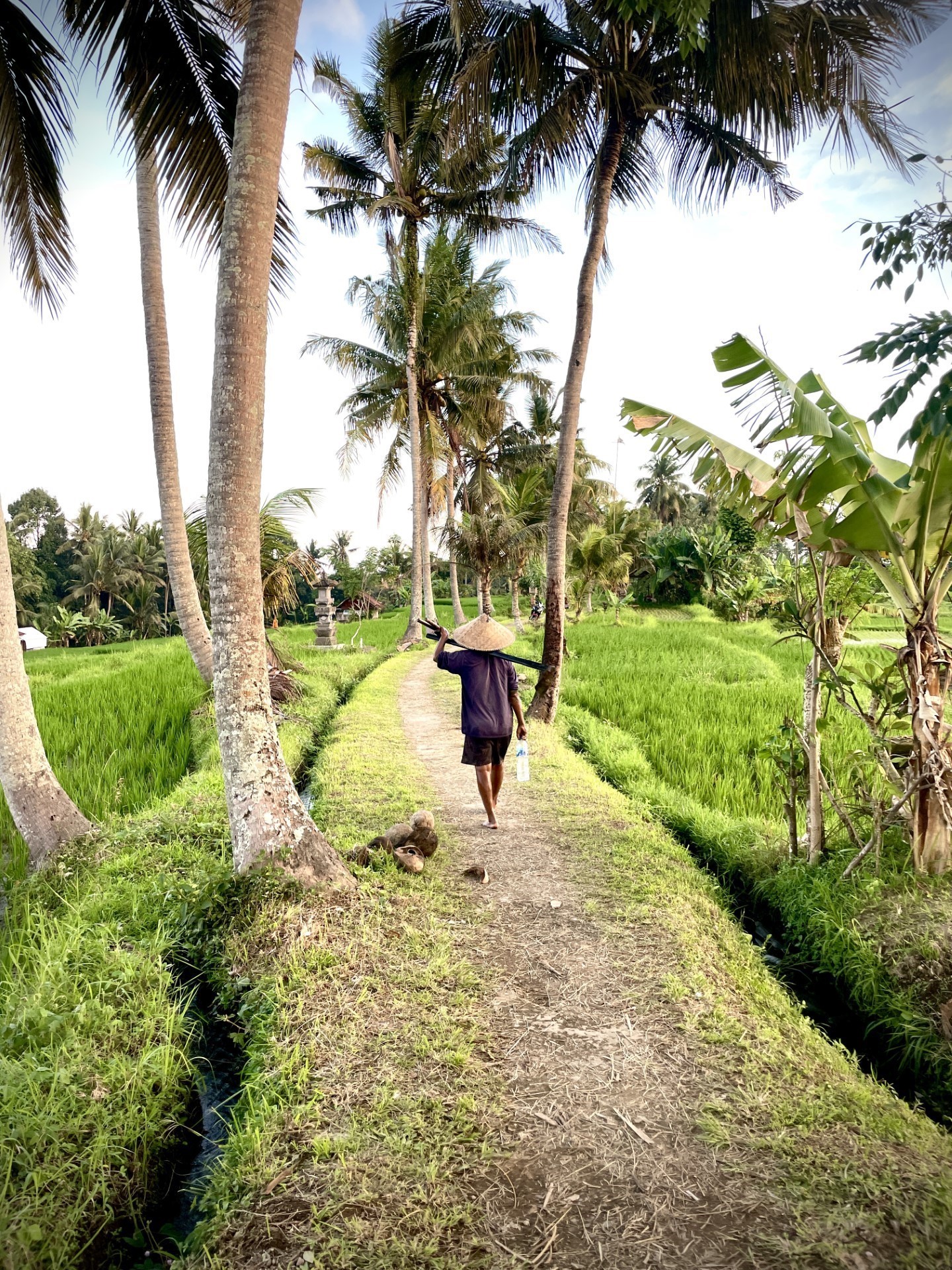 Chia sẻ với hơn 94+ cinnamon roll ubud đẹp nhất CoCreated English