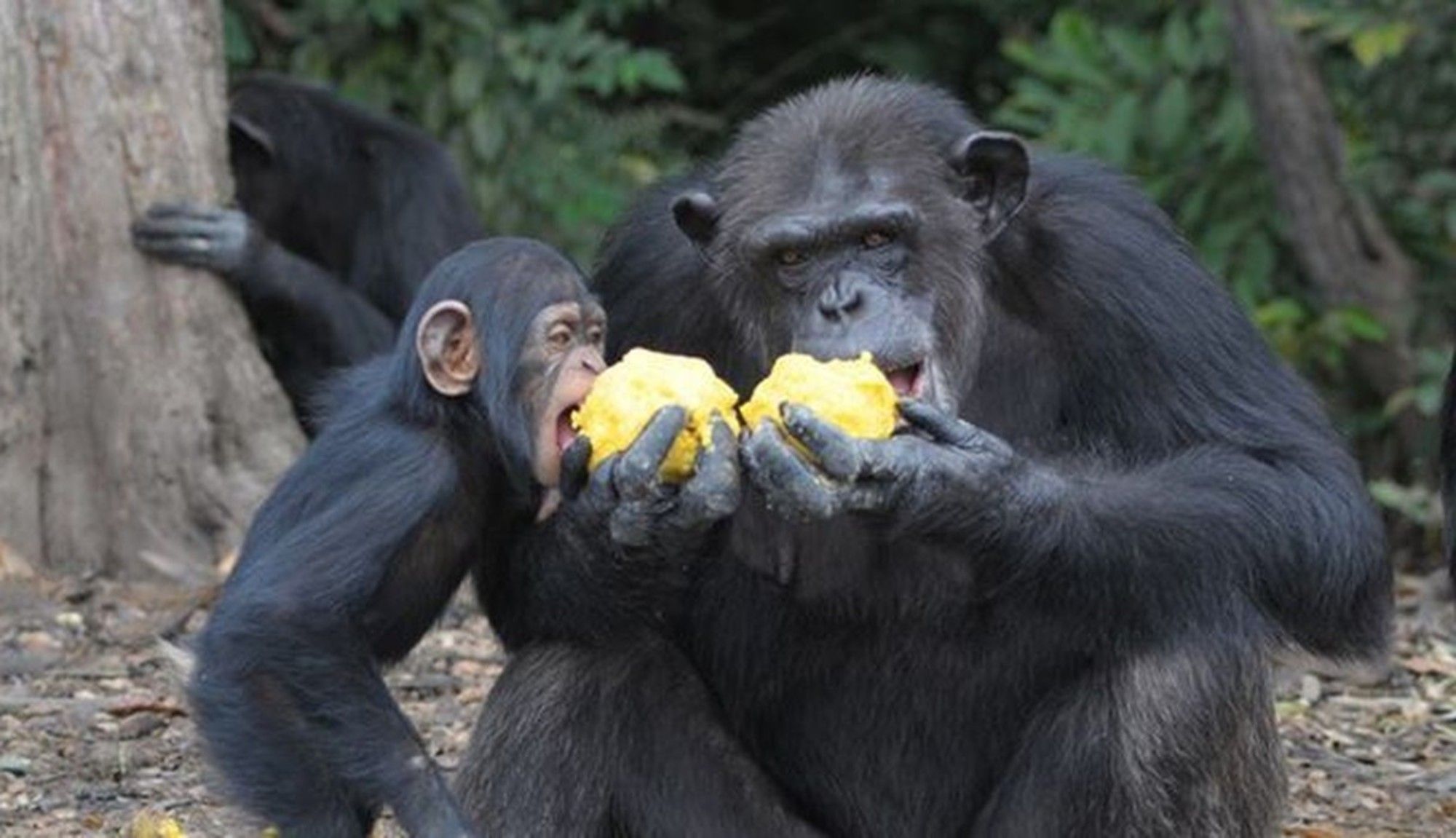 Chimpansees, onze nauwste verwanten, zijn frugivoren. Photo: Jenny Desmond