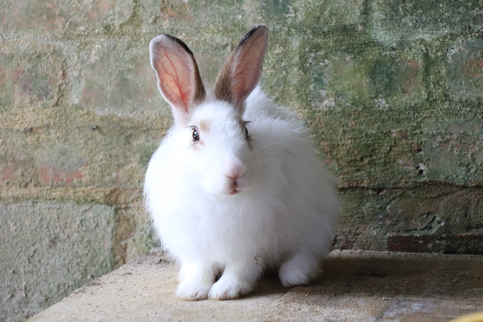 One of the beach bunnies that hops around and is taken loving care of by the great team